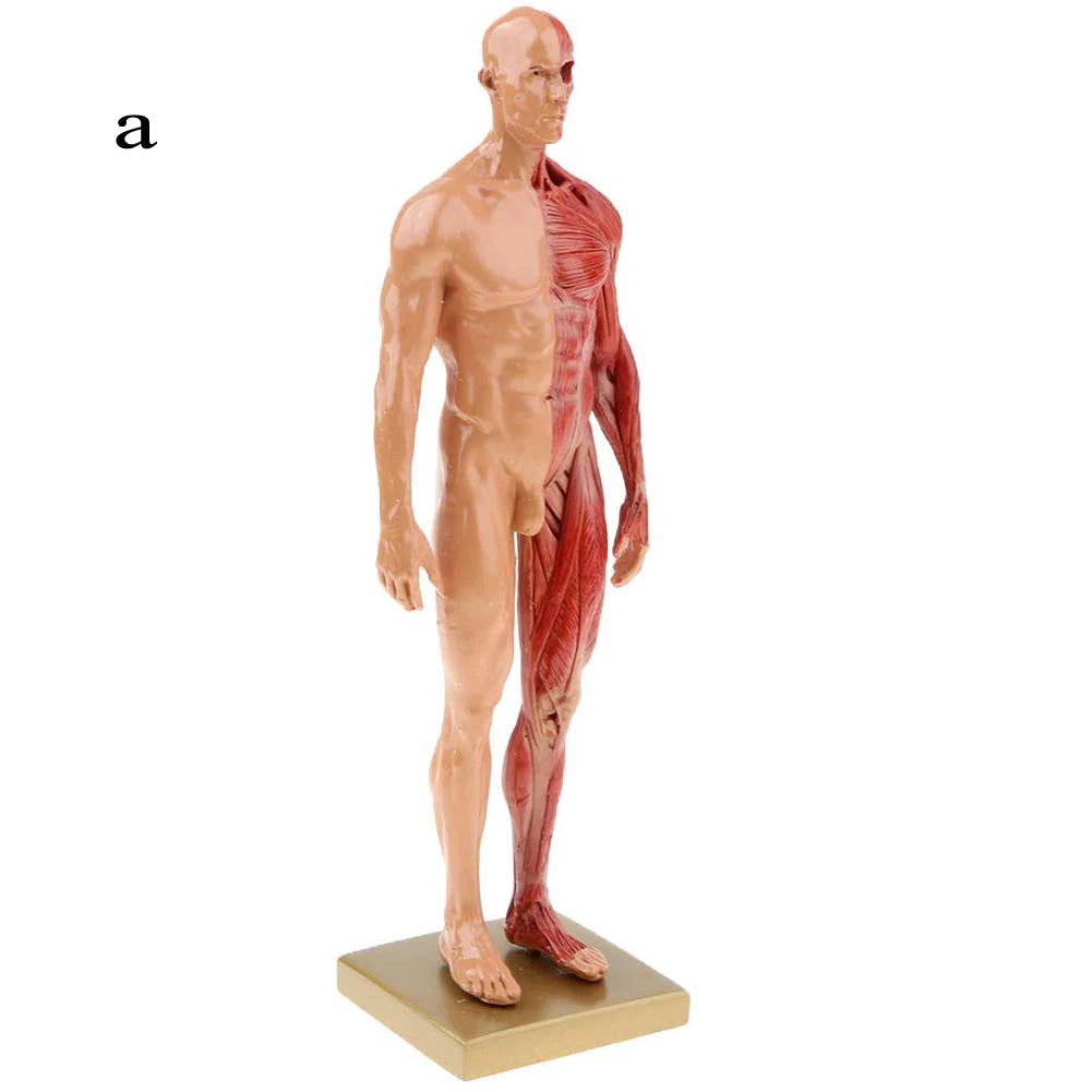 Modèle anatomique écorché musculaire de 30 cm en résine sur socle pour révisions de myologie