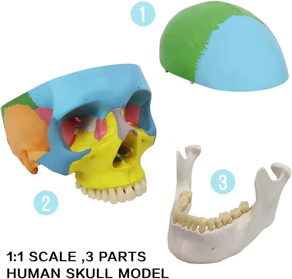 Crâne anatomique didactique peint en couleur taille réelle démontable en 3 parties pour révisions d'ostéologie