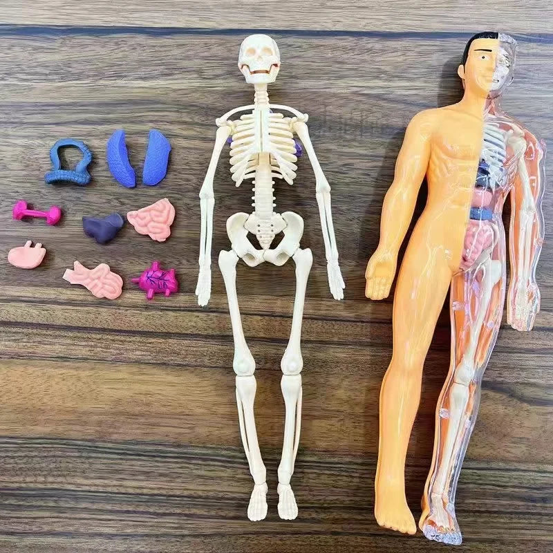 Vue rapprochée du modèle de torse anatomique humain démontable avec organes amovibles