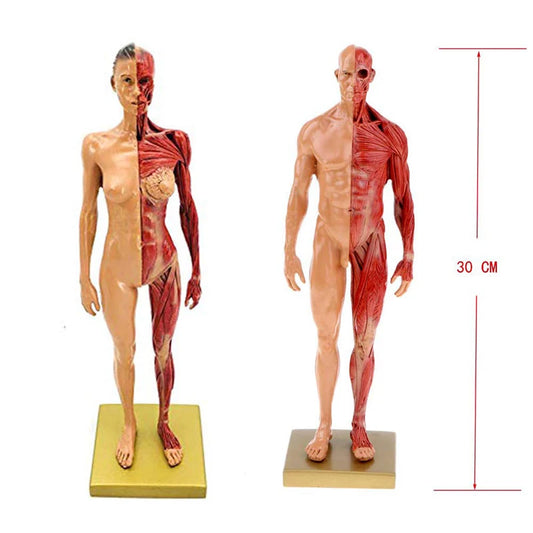 Modèle anatomique écorché musculaire de 30 cm en résine sur socle pour révisions de myologie