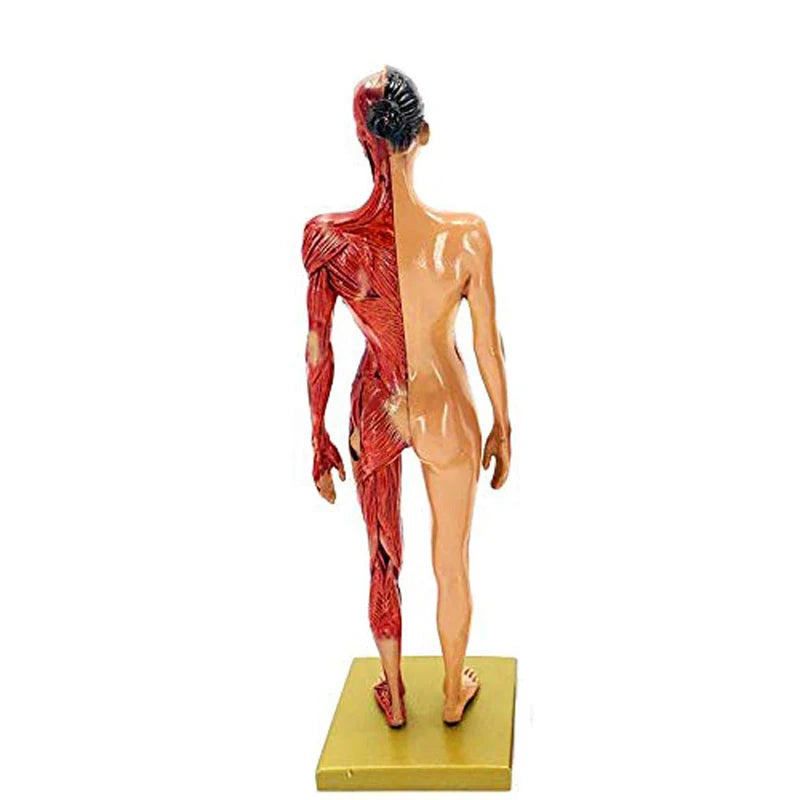 Modèle anatomique écorché musculaire de 30 cm en résine sur socle pour révisions de myologie