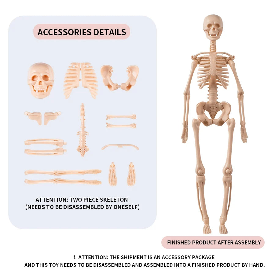 Modèle de squelette anatomique humain compact sur socle pour révisions d'ostéologie