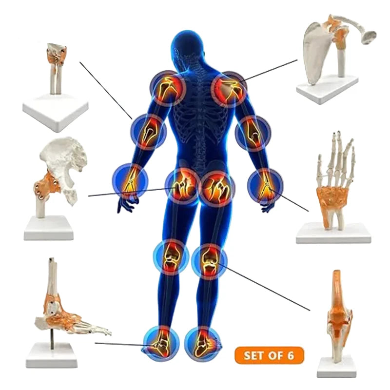 Set de 6 modèles anatomiques d'articulations humaines sur socles comprenant épaule, coude, hanche, genou, main et pied
