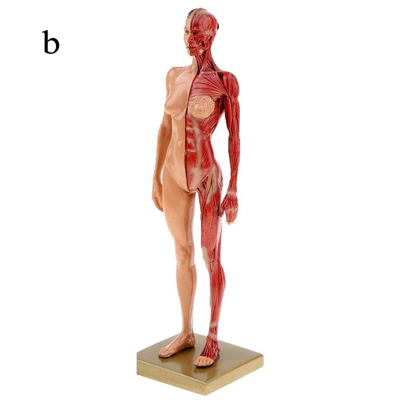 Modèle anatomique écorché musculaire de 30 cm en résine sur socle pour révisions de myologie
