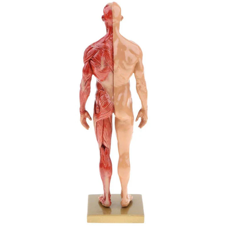 Modèle anatomique écorché musculaire de 30 cm en résine sur socle pour révisions de myologie