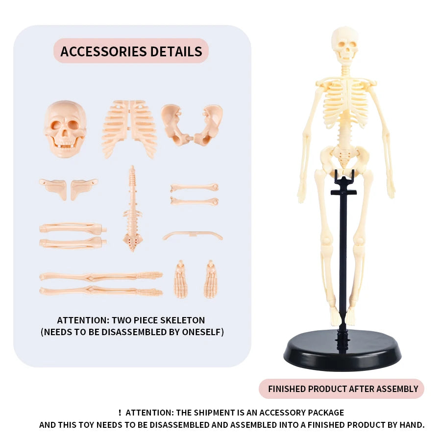 Modèle de squelette anatomique humain compact de 45 cm sur socle pour révisions d'ostéologie