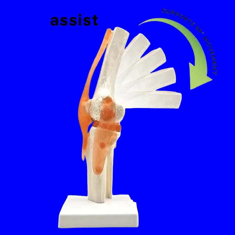 Set de 6 modèles anatomiques d'articulations humaines sur socles comprenant épaule, coude, hanche, genou, main et pied