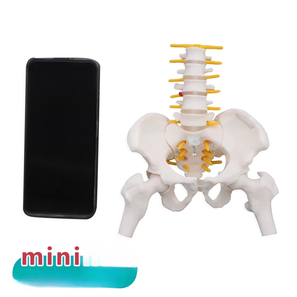 Vue antérieure du pelvis montrant les os iliaques, le sacrum, le coccyx et la symphyse pubienne⁠