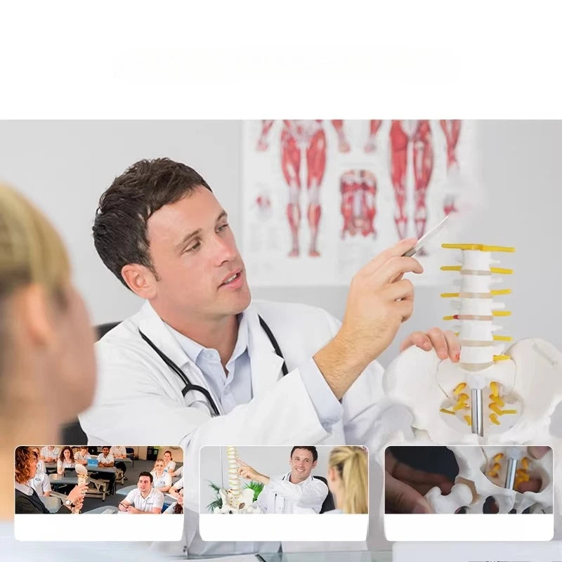 Utilisation pédagogique du modèle de bassin lombaire en séance d'apprentissage cliniq