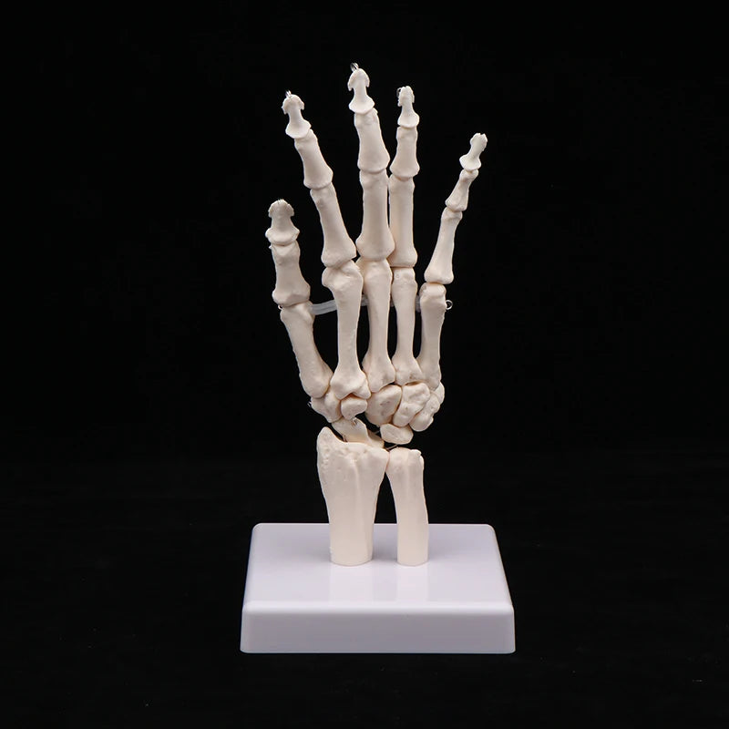 Squelette de la main articulée avec radius et ulna pour étude de la prono-supination⁠