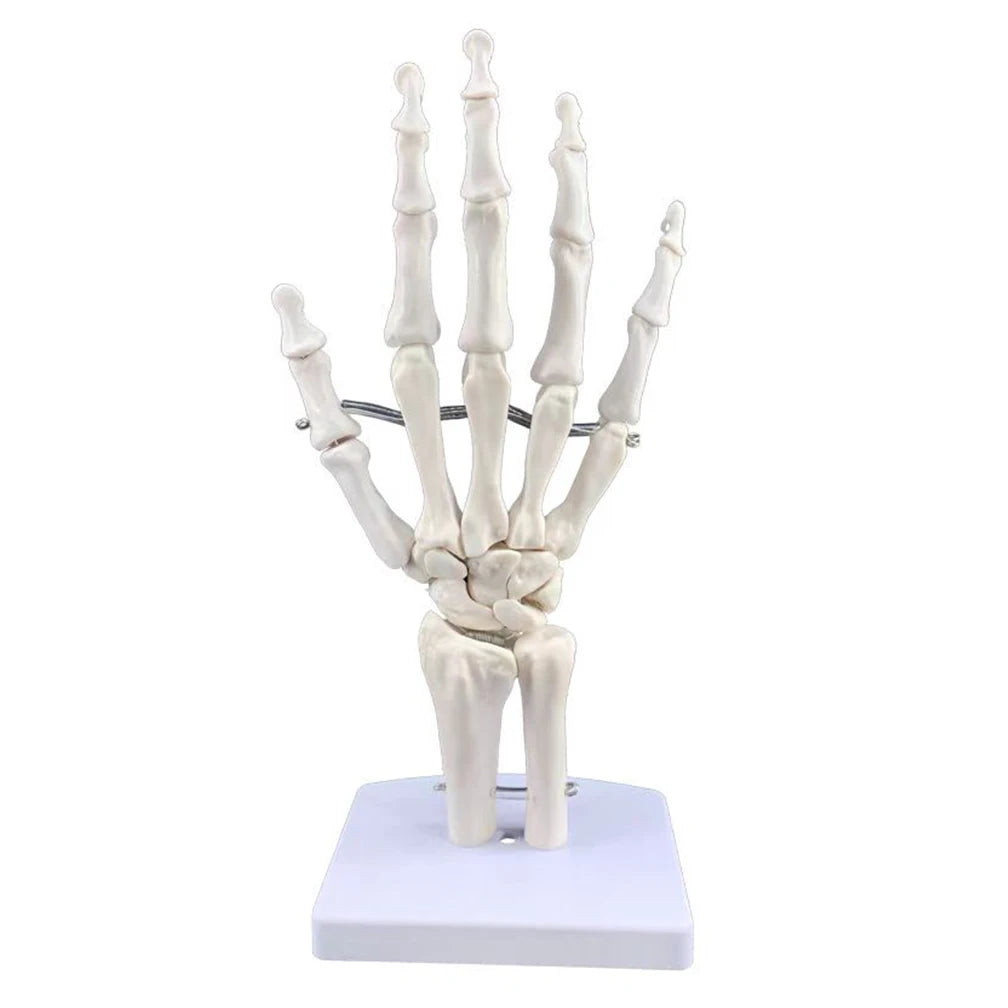 Modèle anatomique du main humaine articulé taille réelle 1:1 sur socle pour révisions de podologie et kinésithérapie