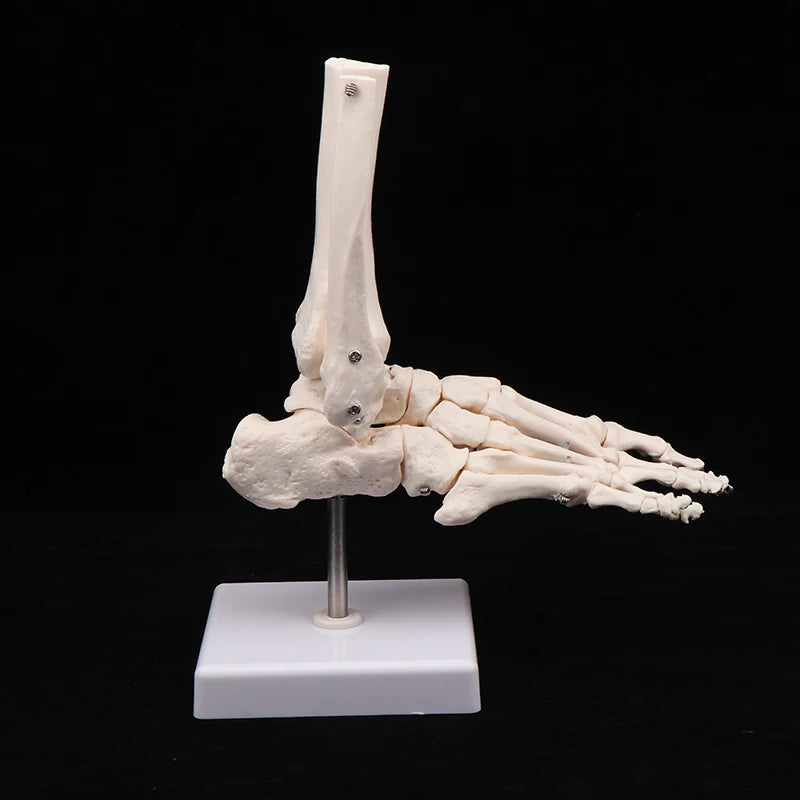 Squelette du pied articulé avec tibia et fibule sur socle pour étude de la cheville⁠