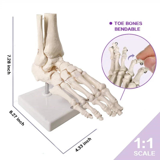 Modèle anatomique du pied humain articulé taille réelle 1:1 sur socle pour révisions de podologie et kinésithérapie