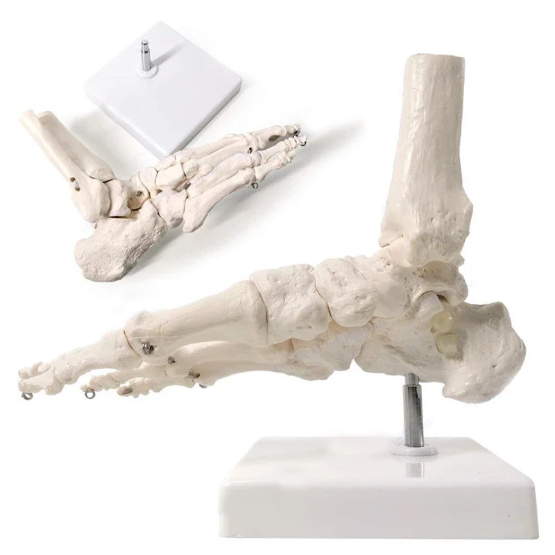 Modèle anatomique du pied humain articulé taille réelle 1:1 sur socle pour révisions de podologie et kinésithérapie