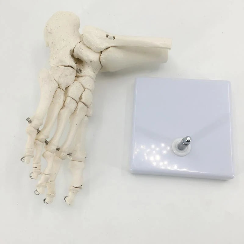 Modèle anatomique du pied humain articulé taille réelle 1:1 sur socle pour révisions de podologie et kinésithérapie