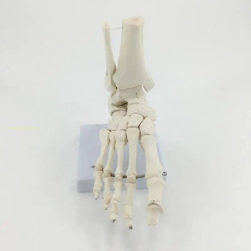 Modèle anatomique du pied humain articulé taille réelle 1:1 sur socle pour révisions de podologie et kinésithérapie