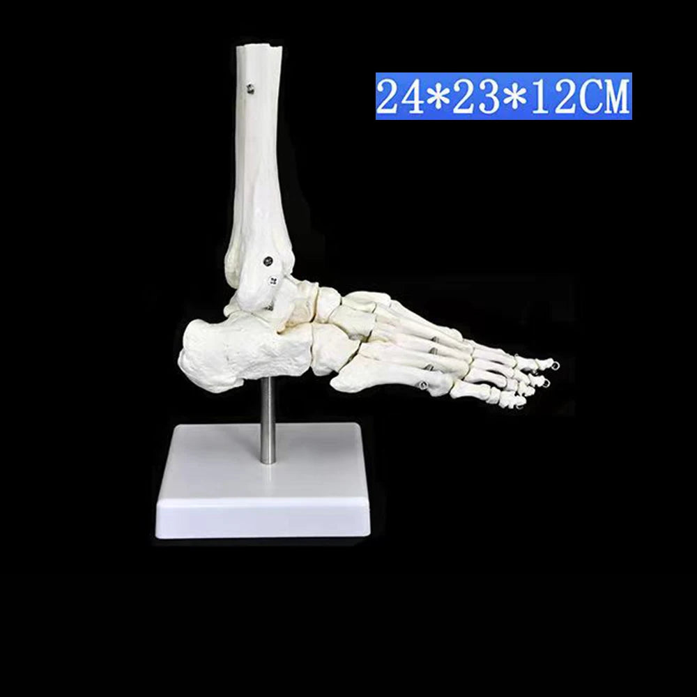 Modèle anatomique du pied humain articulé taille réelle 1:1 sur socle pour révisions de podologie et kinésithérapie