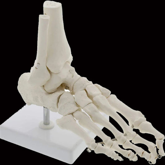 Modèle anatomique du pied humain articulé taille réelle 1:1 sur socle pour révisions de podologie et kinésithérapie
