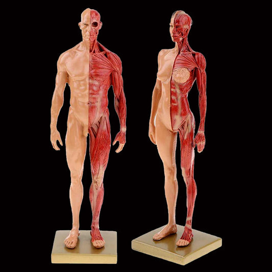 Modèle anatomique écorché musculaire de 30 cm en résine sur socle pour révisions de myologie