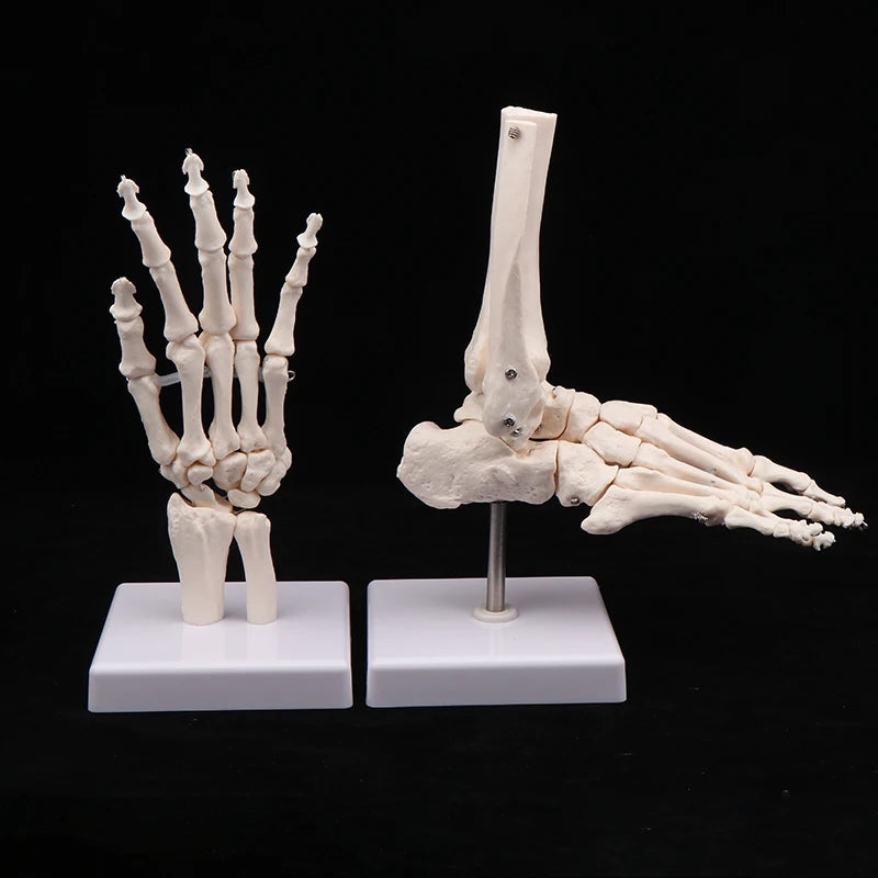 Ensemble modèles anatomiques de la main et du pied sur socle vue de face⁠