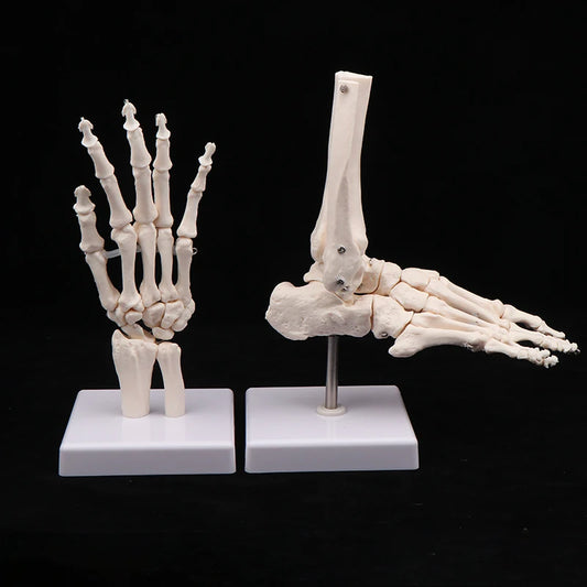 Ensemble modèles anatomiques de la main et du pied sur socle vue de face⁠