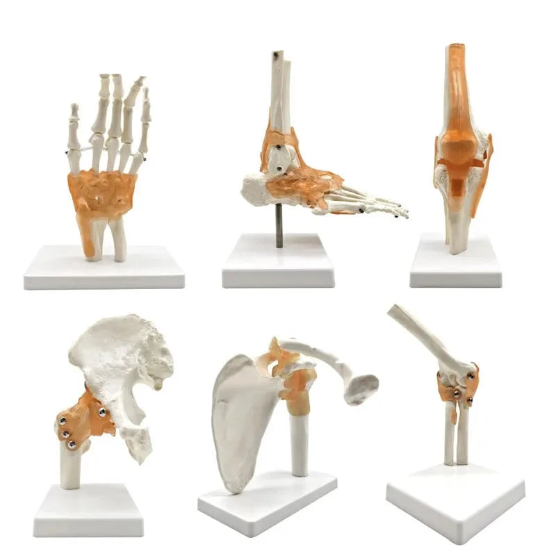 Set de 6 modèles anatomiques d'articulations humaines sur socles comprenant épaule, coude, hanche, genou, main et pied