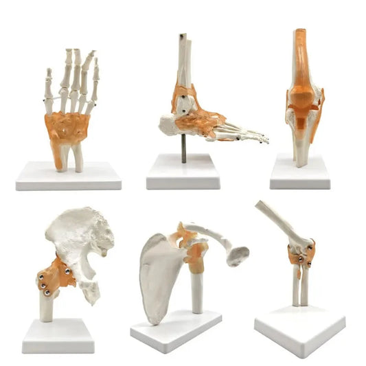 Set de 6 modèles anatomiques d'articulations humaines sur socles comprenant épaule, coude, hanche, genou, main et pied