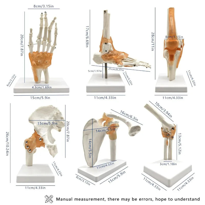 Set de 6 modèles anatomiques d'articulations humaines sur socles comprenant épaule, coude, hanche, genou, main et pied