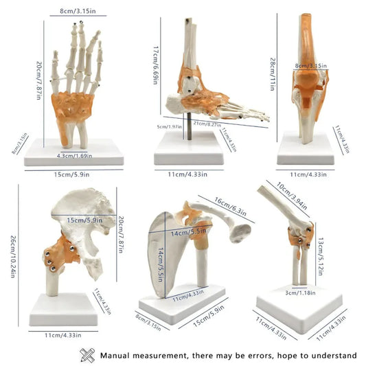 Set de 6 modèles anatomiques d'articulations humaines sur socles comprenant épaule, coude, hanche, genou, main et pied