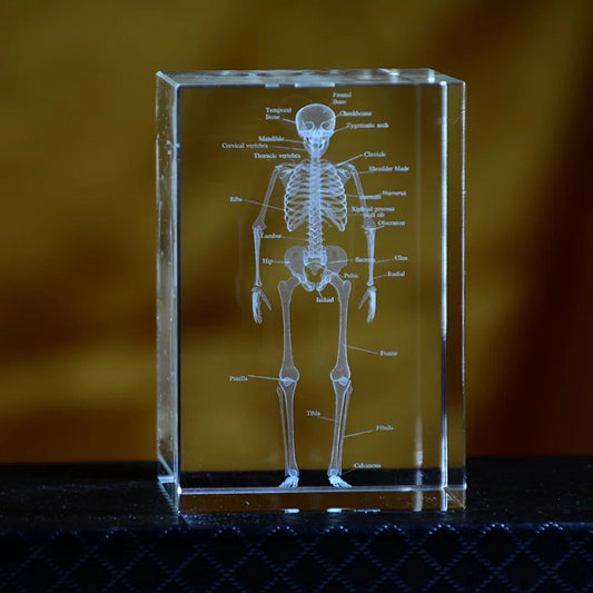 Bloc de cristal transparent avec gravure laser 3D du squelette humain complet pour décoration médicale