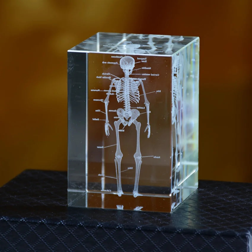 Bloc de cristal transparent avec gravure laser 3D du squelette humain complet pour décoration médicale