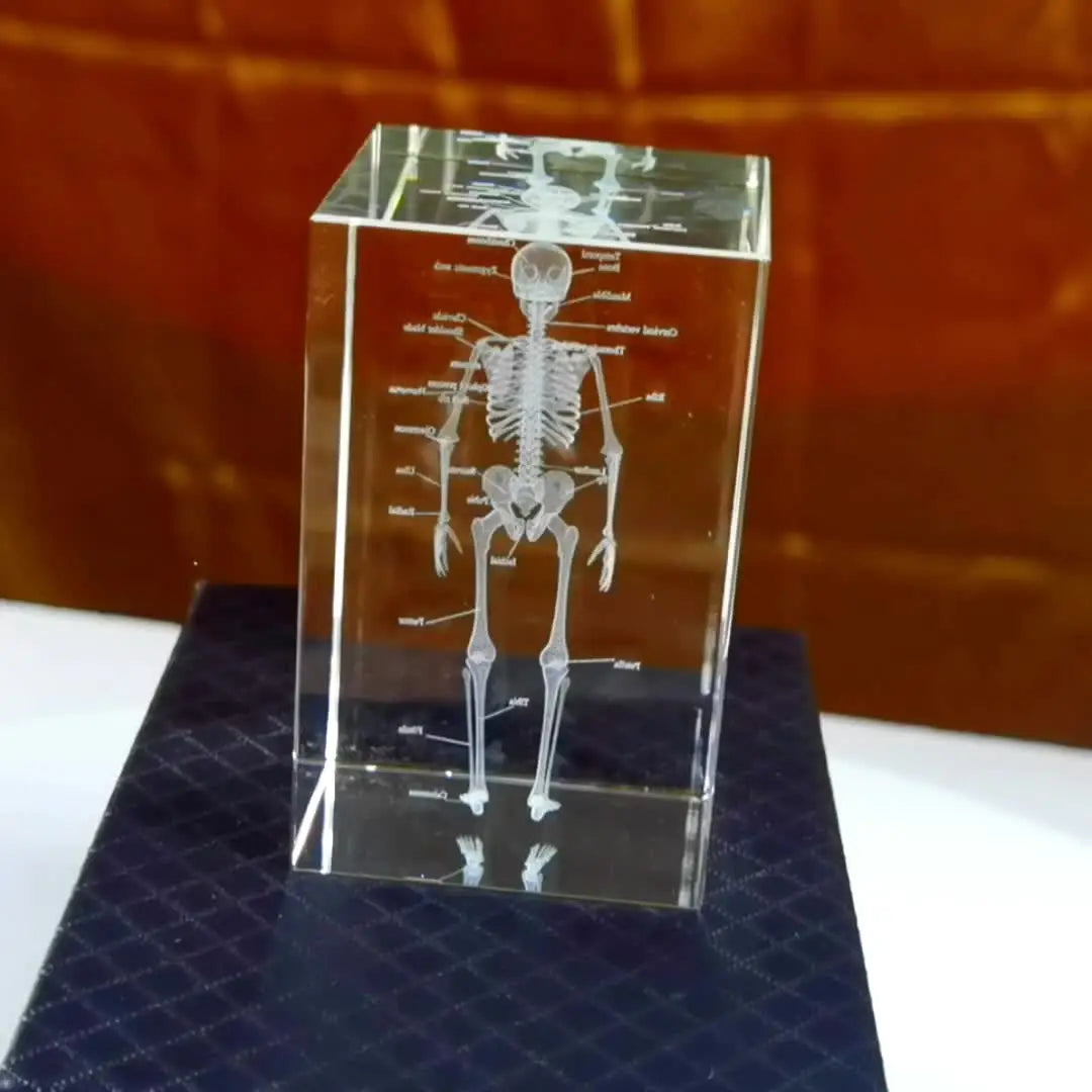 Bloc de cristal transparent avec gravure laser 3D du squelette humain complet pour décoration médicale