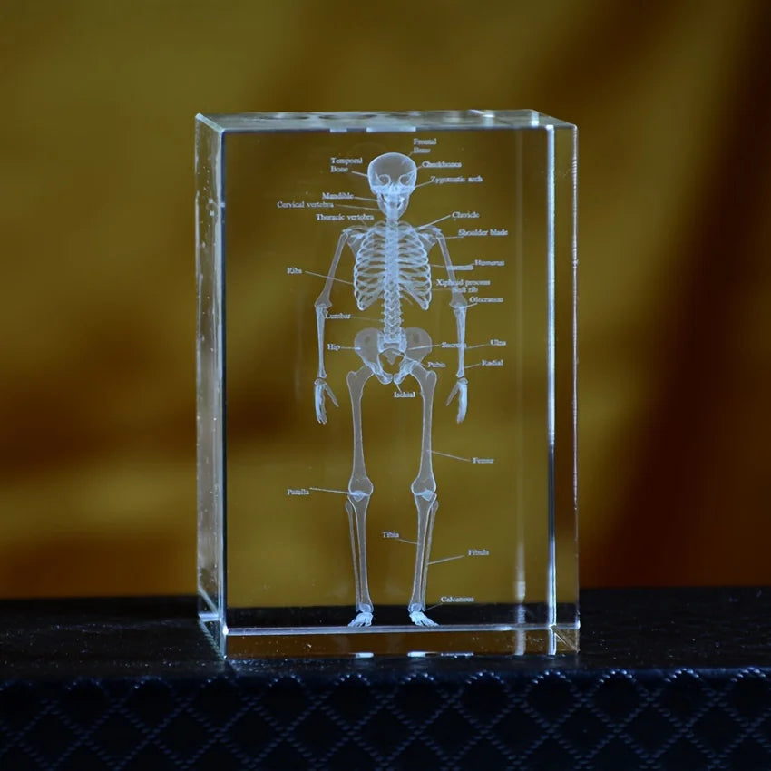 Bloc de cristal transparent avec gravure laser 3D du squelette humain complet pour décoration médicale