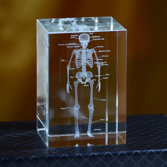 Bloc de cristal transparent avec gravure laser 3D du squelette humain complet pour décoration médicale
