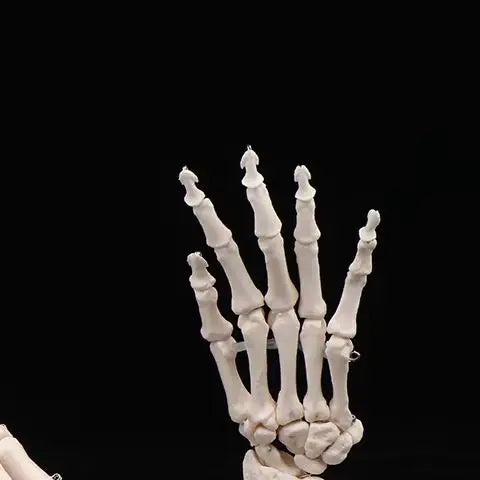 Gros plan sur les phalanges, métacarpiens et le carpe de la main articulée⁠