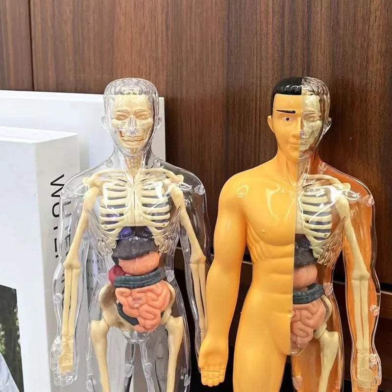 Vue rapprochée du modèle de torse anatomique humain démontable avec organes amovibles